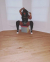 Domme Mistress Latie Shy#1 Mistress Latie Shy#0